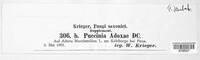 Puccinia adoxae image